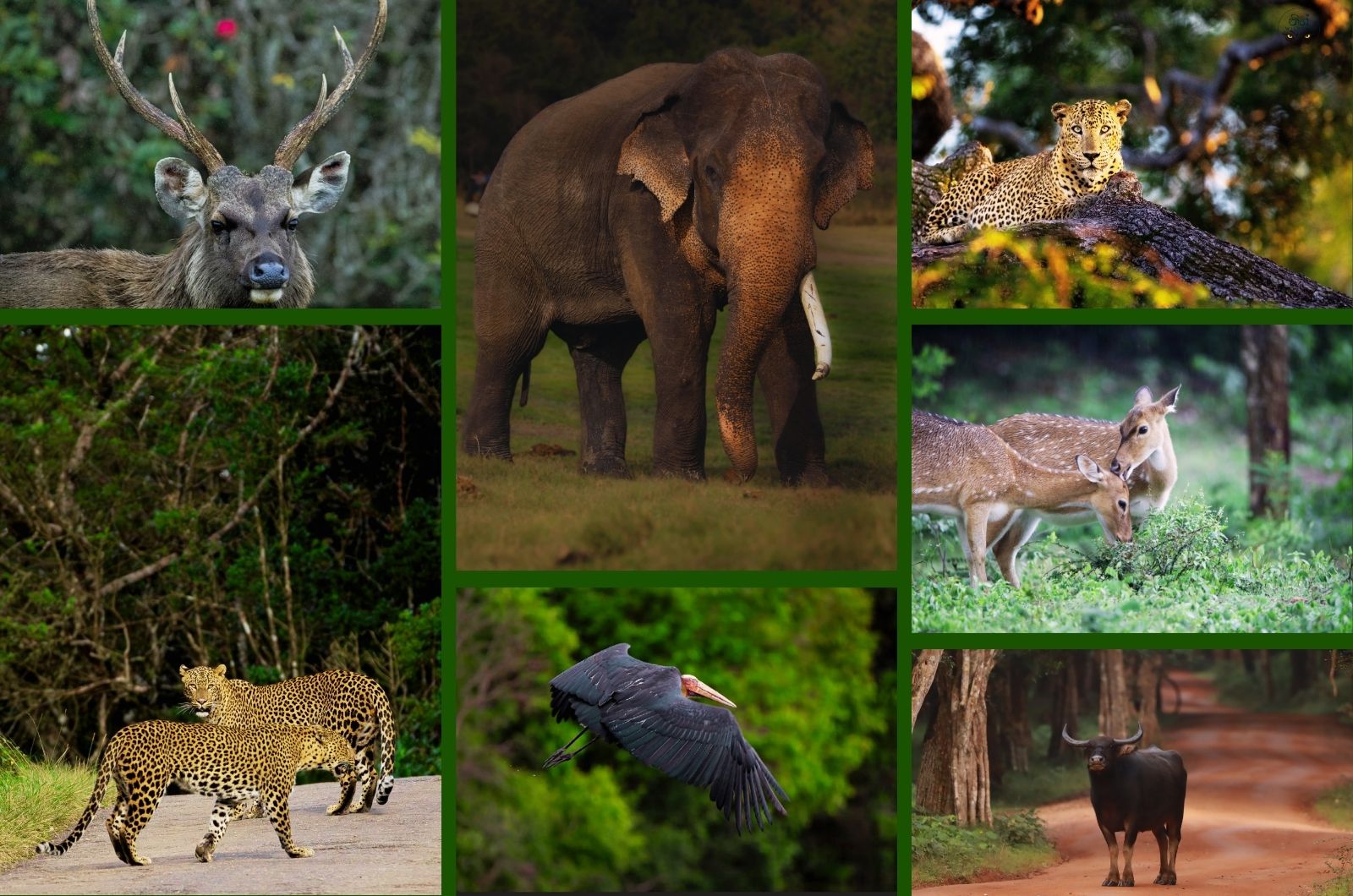 Neli Lanka Tours Story