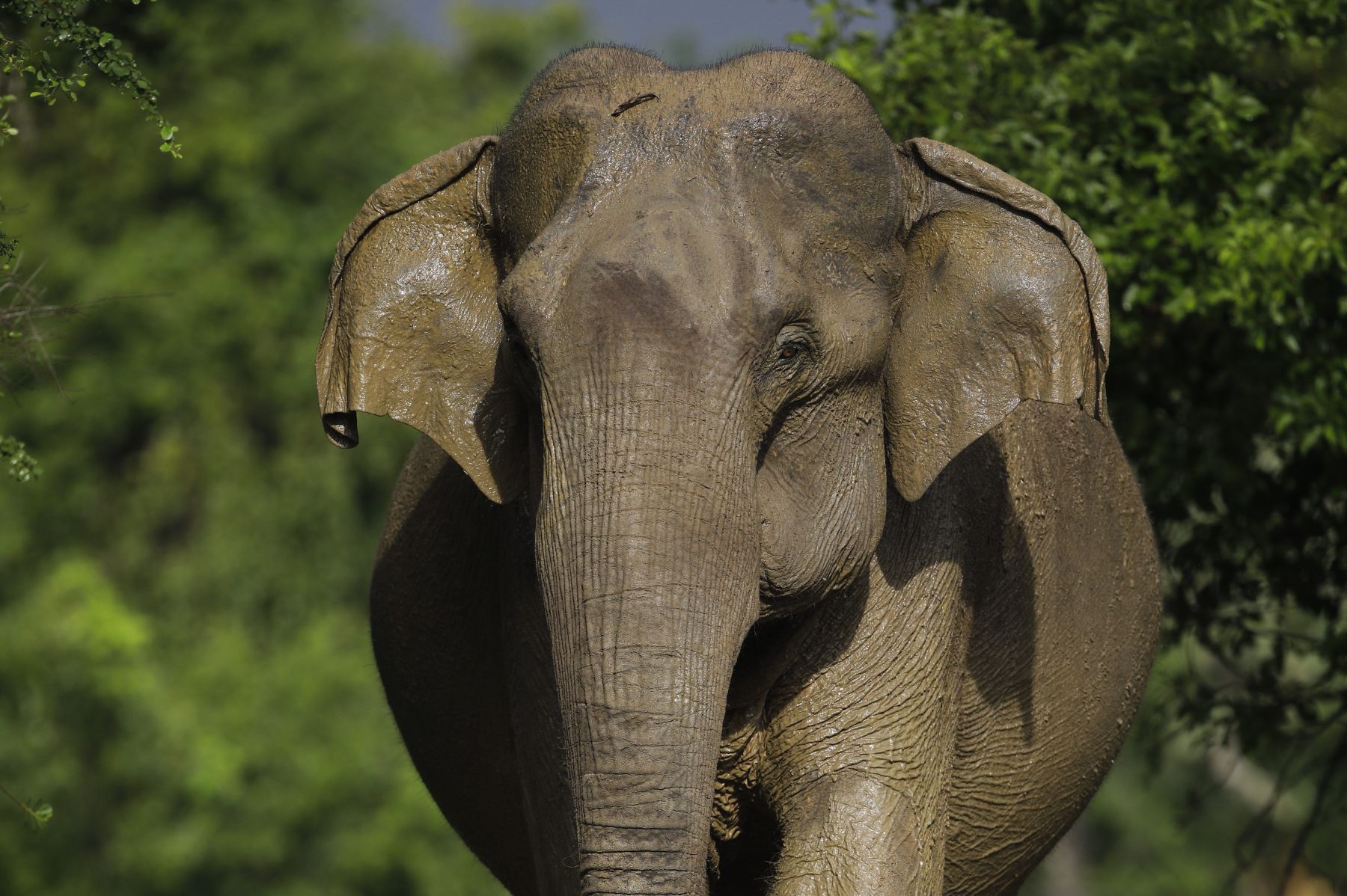 Udawalawe Elephant Experience