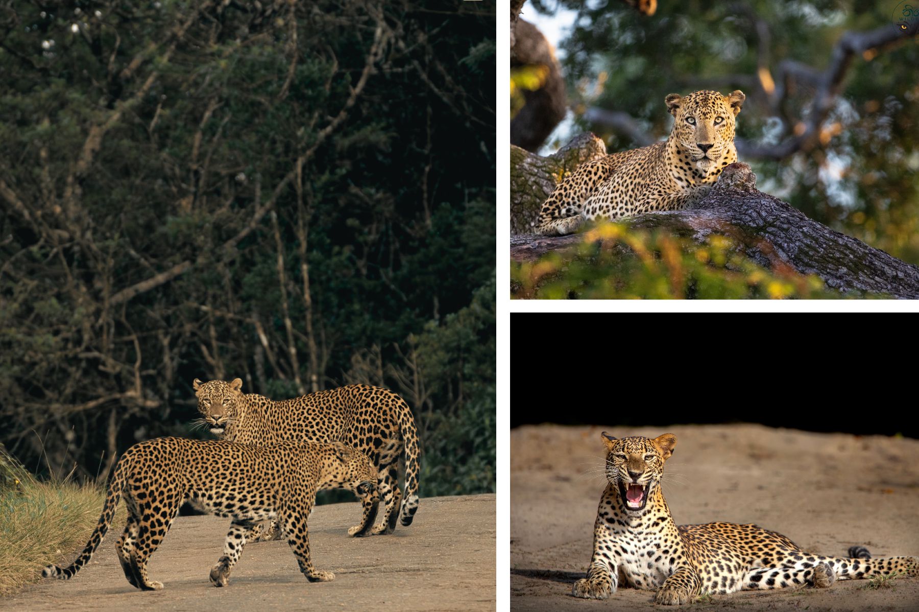 Wilpattu National Park