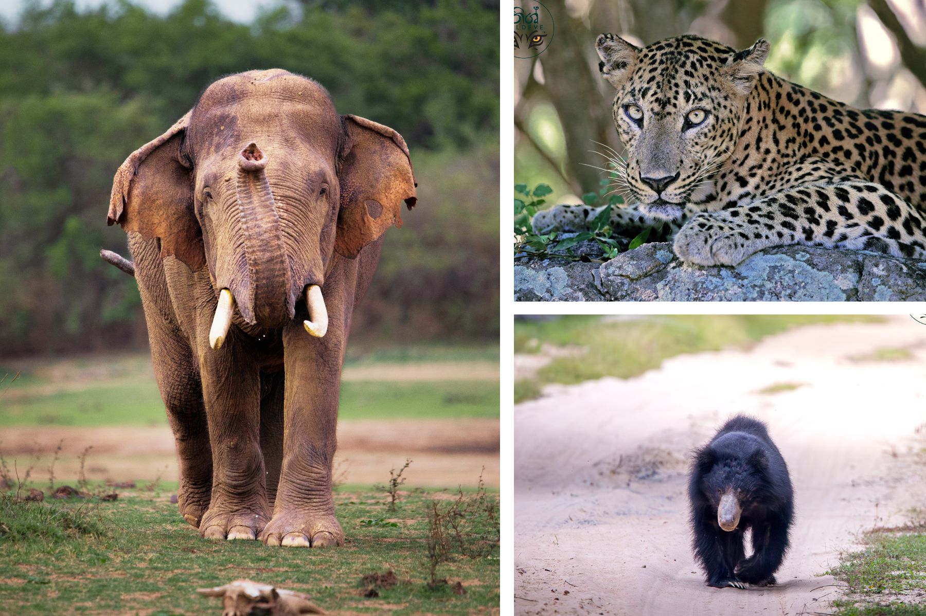 Udawalawe National Park