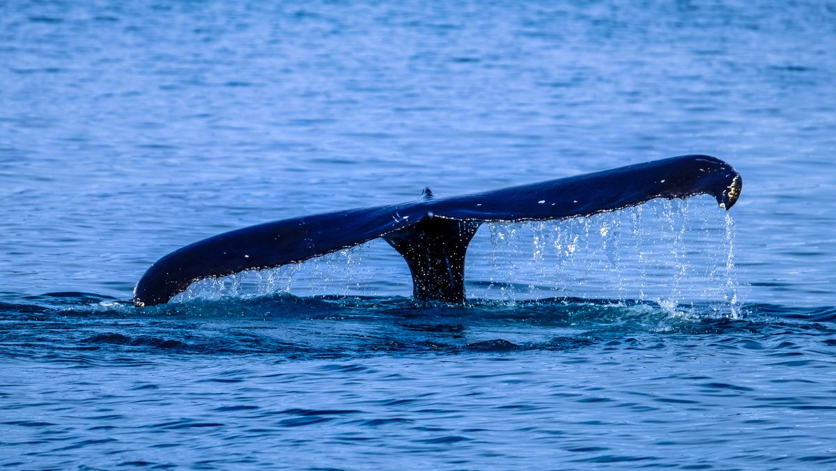 Whale Watching