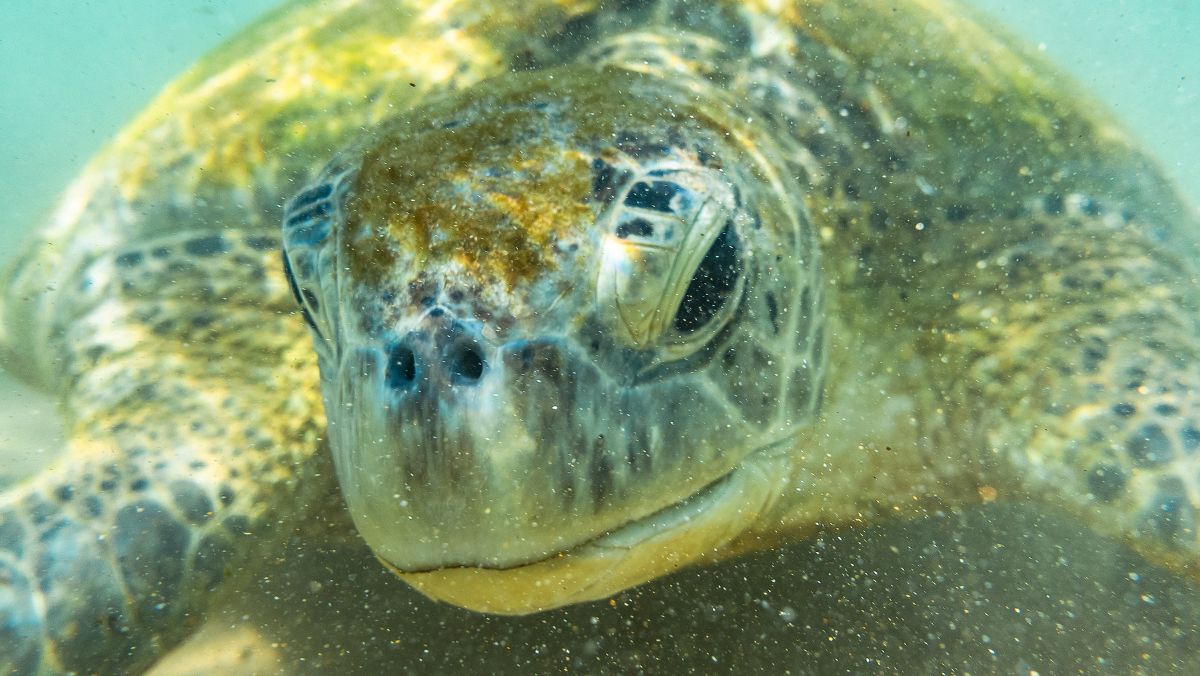 Turtle Conservation