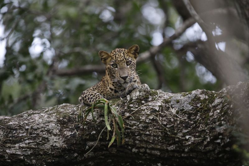 Wildlife Photography